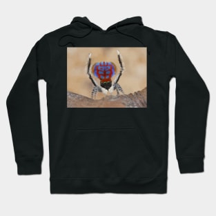 Peacock Spider Digital Painting Hoodie